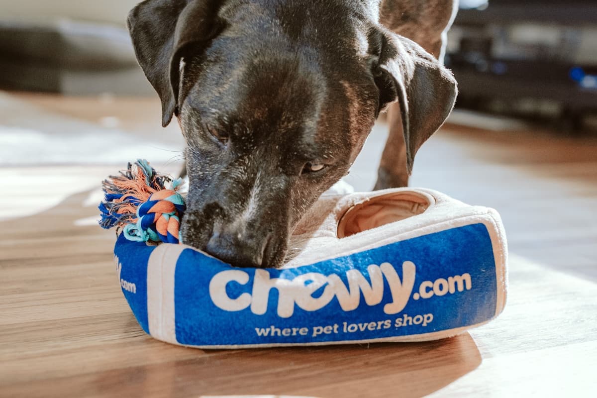 Kutyaszállók & Panziók